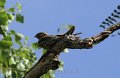 Lesser Nighthawk 2011_07_16_1582